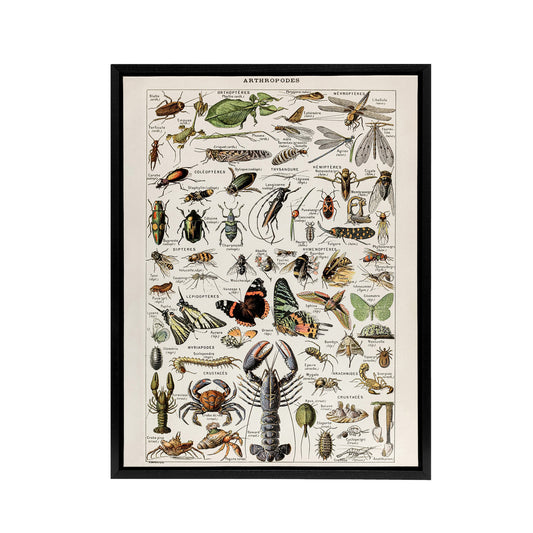 Millot Encyclopedia Arthropods Black Framed Canvas Wall Art Print