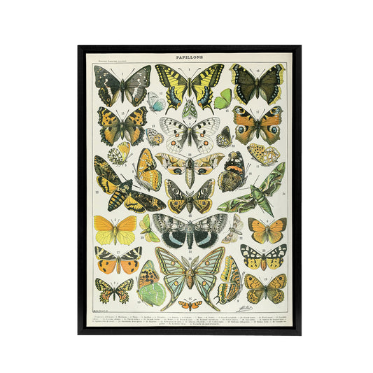 Millot Encyclopedia Page Butterflies Moths Black Framed Canvas Art Print