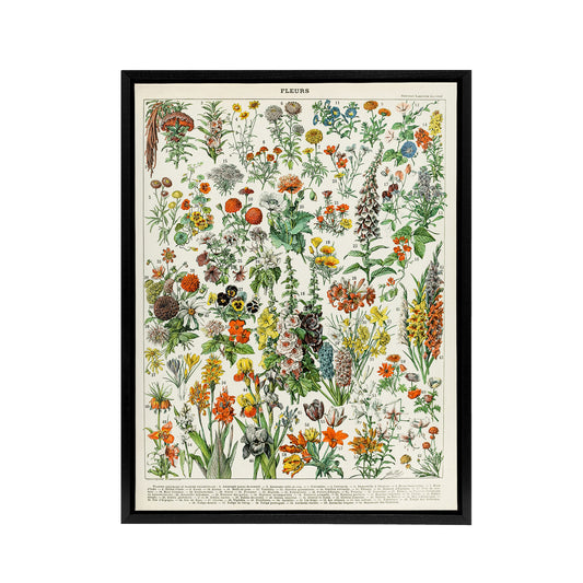 Millot Encyclopedia Page Flowers Plants Black Framed Canvas Wall Art Print