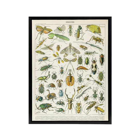 Millot Encyclopedia Page Beetles Insects Black Framed Canvas Art Print