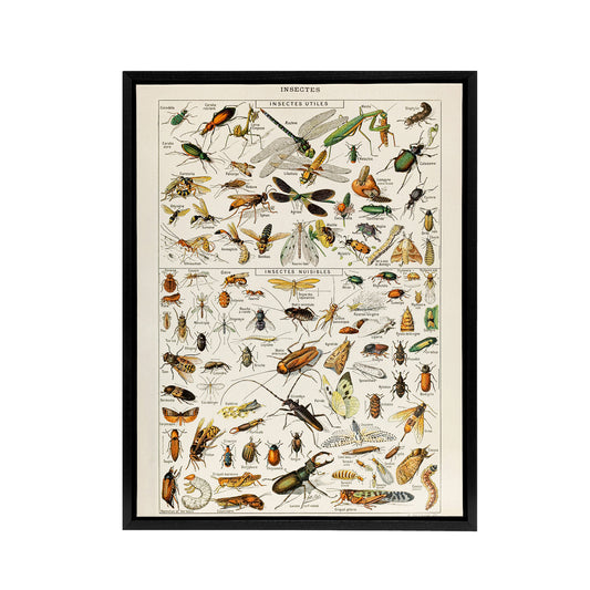 Millot Encyclopedia Page Dragonfly Insects Black Framed Canvas Art Print
