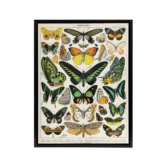 Millot Encyclopedia Page Butterflies Black Framed Canvas Wall Art Print