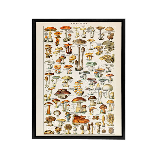 Millot Encyclopedia Page Mushroom Fungus Black Framed Canvas Art Print