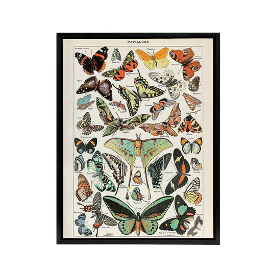 Millot Encyclopedia Butterflies Papillons Black Framed Canvas Art Print