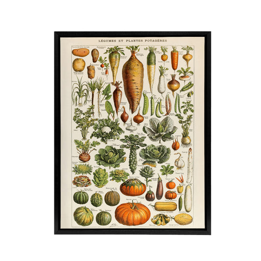 Millot Encyclopedia Page Vegetables Legumes Black Framed Canvas Art Print