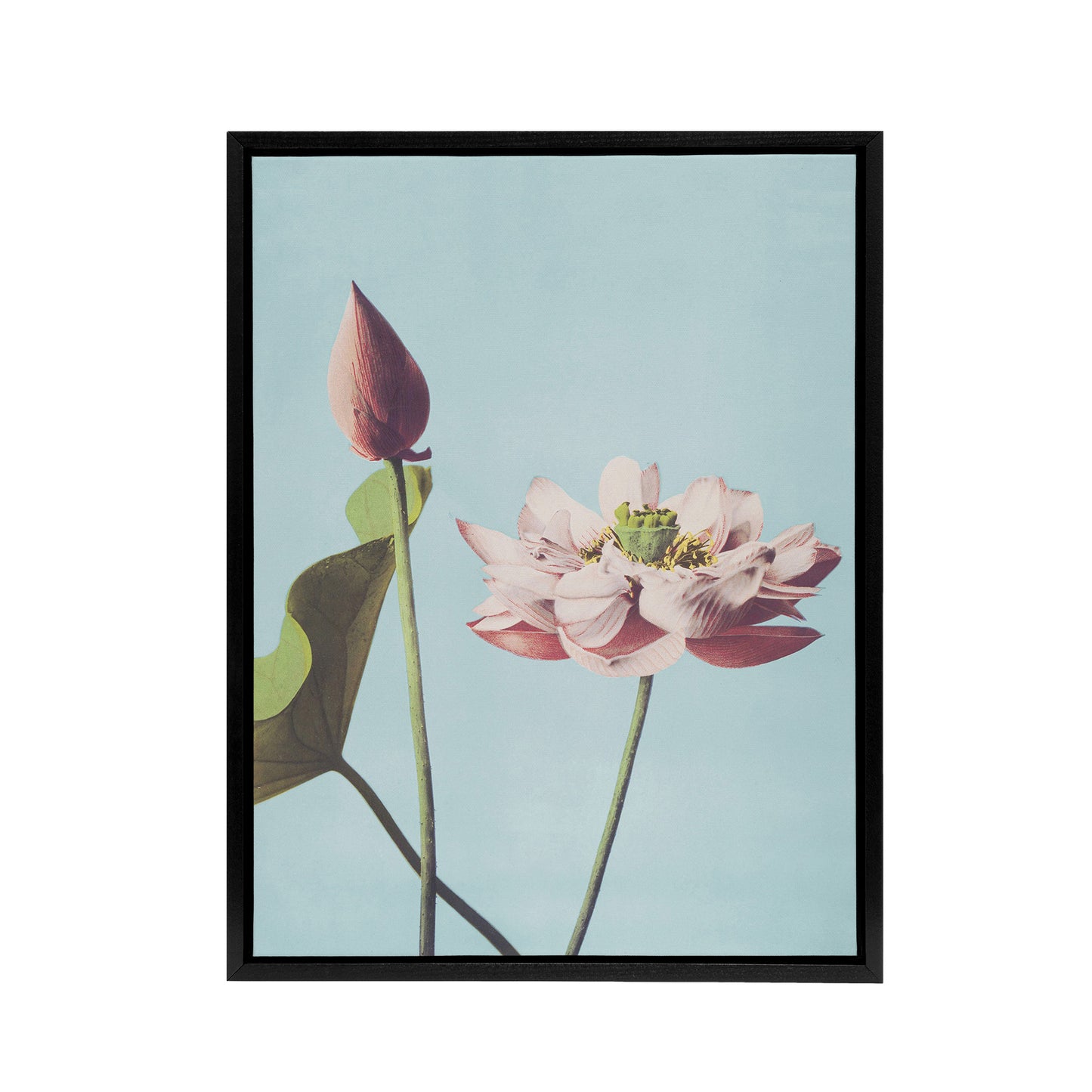 Pink Lotus Flower Blooms Framed Canvas Wall Art Print Ogawa Kazumasa