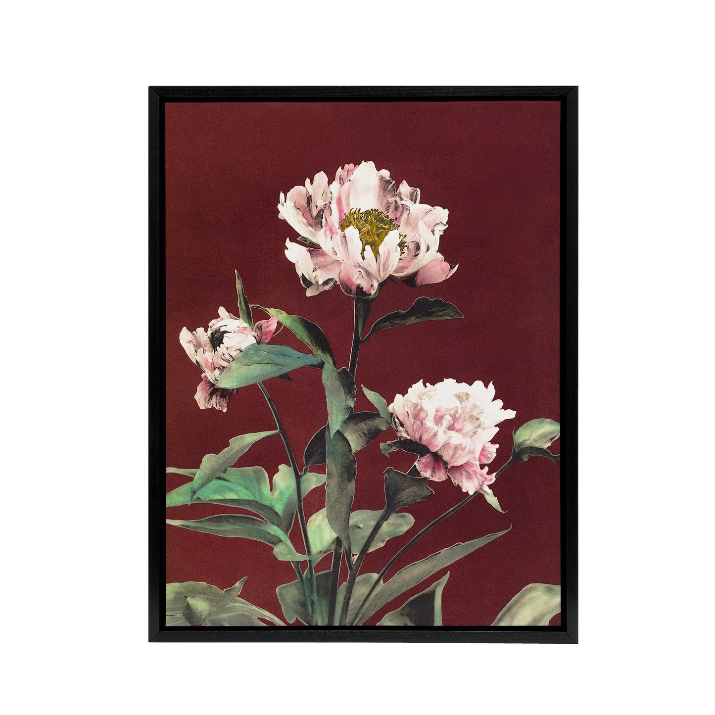Pink Herbaceous Peony Flower Framed Canvas Wall Art Print Ogawa Kazumasa