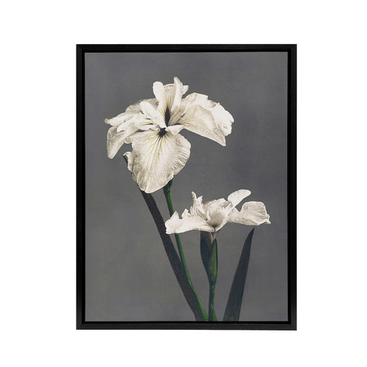 White Water Iris Flowers Framed Canvas Wall Art Print Ogawa Kazumasa