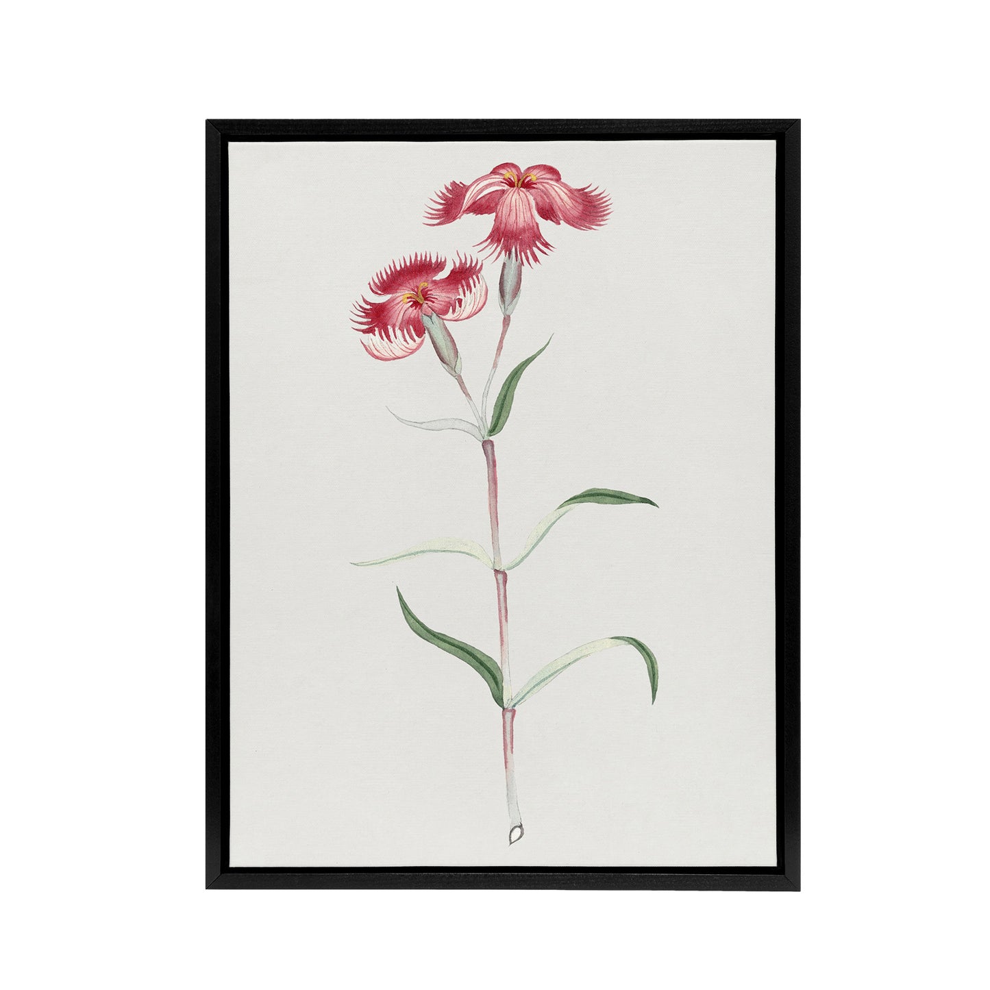 Nadeshiko Flower Framed Canvas Wall Art Print Vintage Japanese Botanical