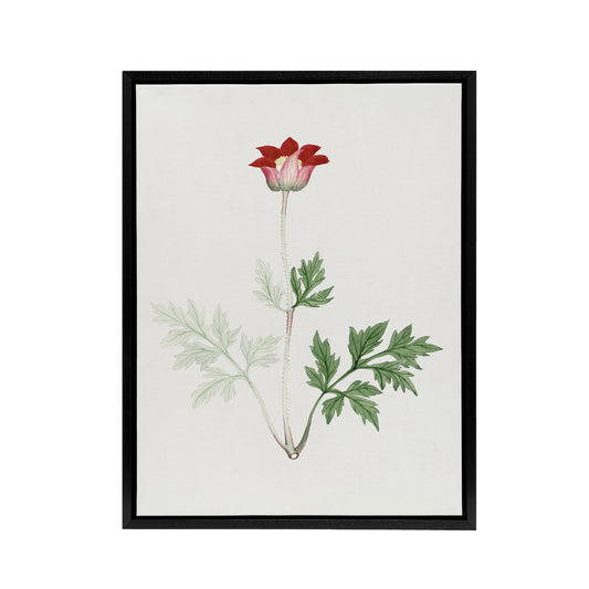 Red Bloom Flower Framed Canvas Wall Art Print Vintage Japanese Botanical