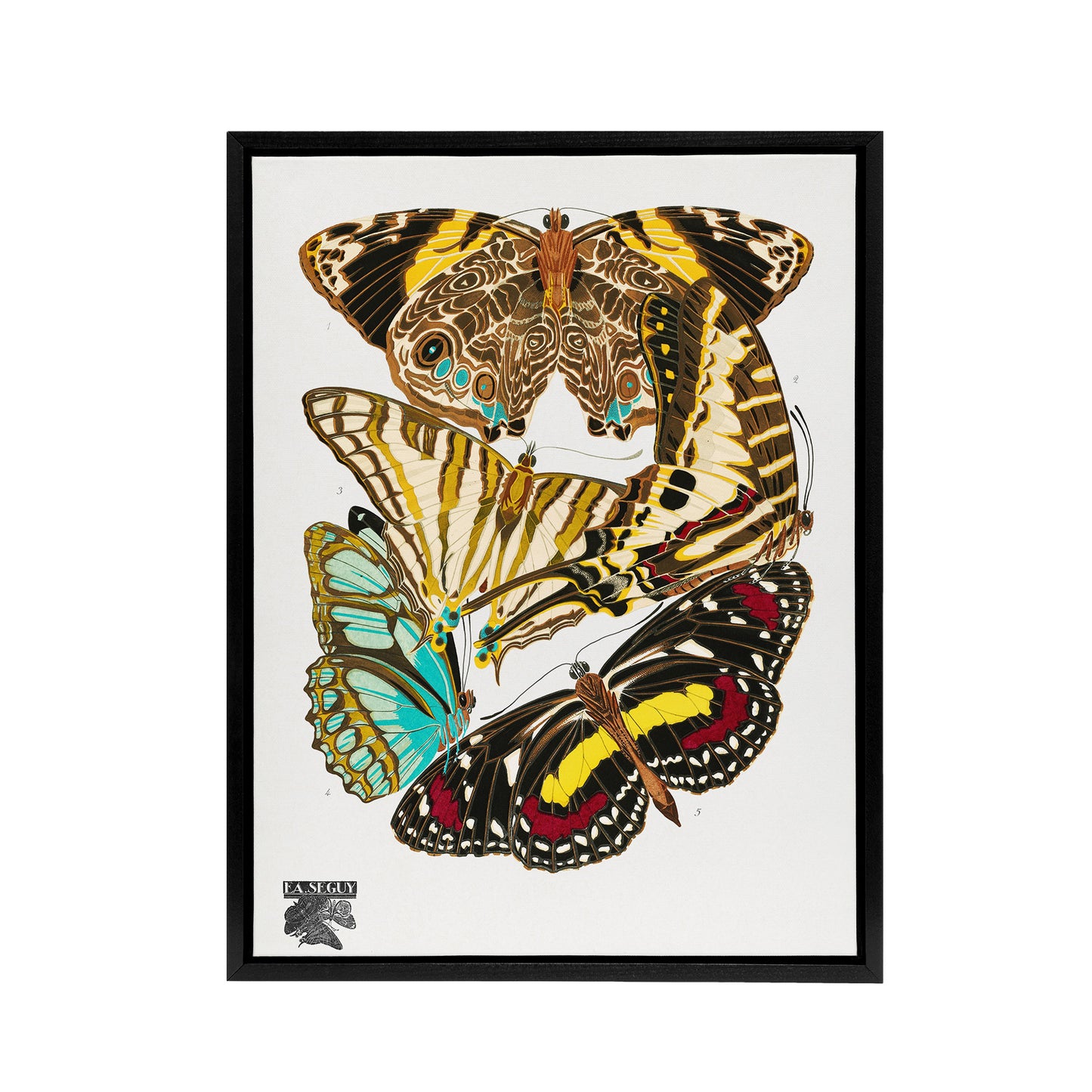 Papillons Butterflies Vintage Framed Canvas Wall Art Print Eugene Seguy