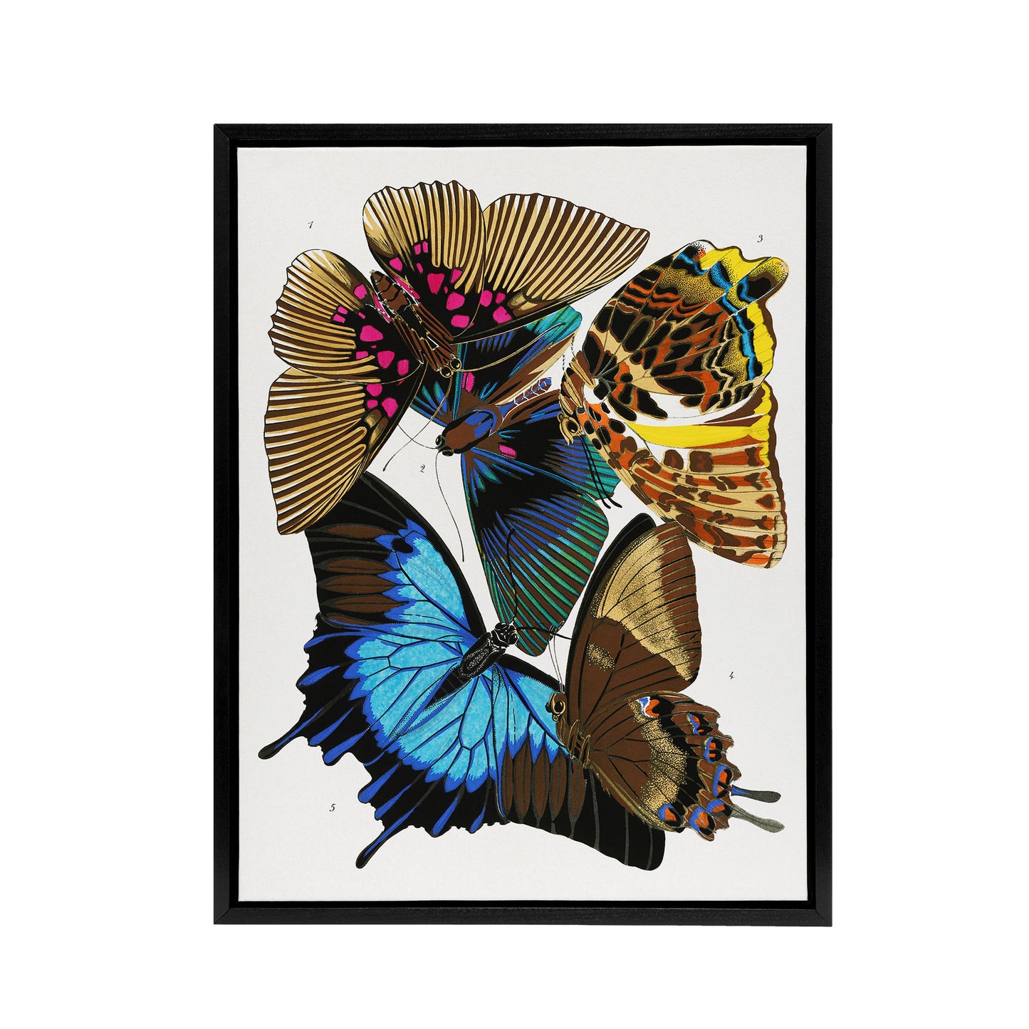 Colourful Vintage Butterflies Framed Canvas Wall Art Print Eugene Seguy