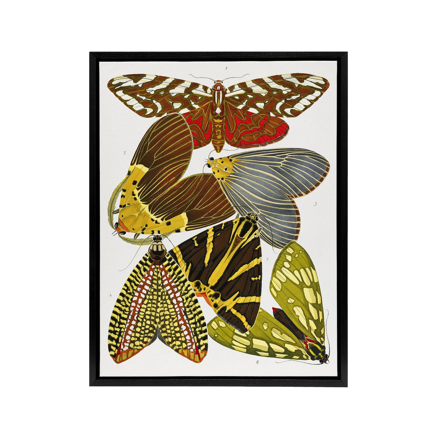 Vintage Butterfly Illustration Framed Canvas Wall Art Print Eugene Seguy