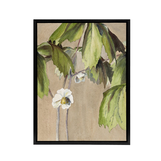 May Apple Flower Watercolour Framed Canvas Wall Art Print Overbeck