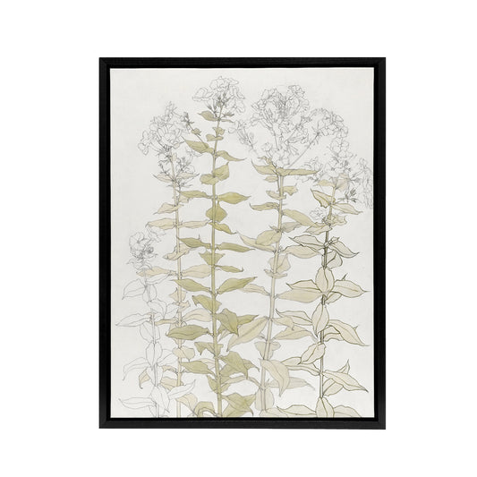 Phlox Colour Sketch of Flowers Framed Canvas Wall Art Print Julie Graag