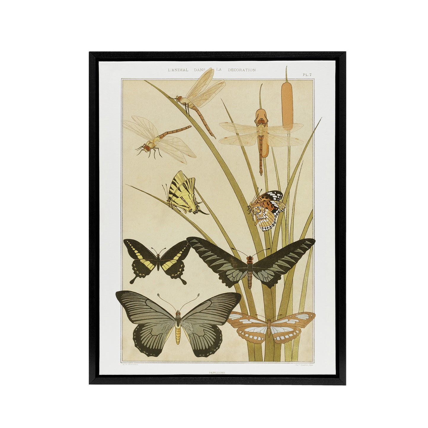Butterflies and Dragonflies Framed Canvas Wall Art Print Verneuil