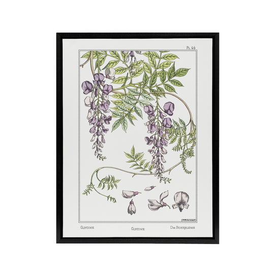Wisteria Flower Framed Canvas Wall Art Print Vintage Floral Verneuil