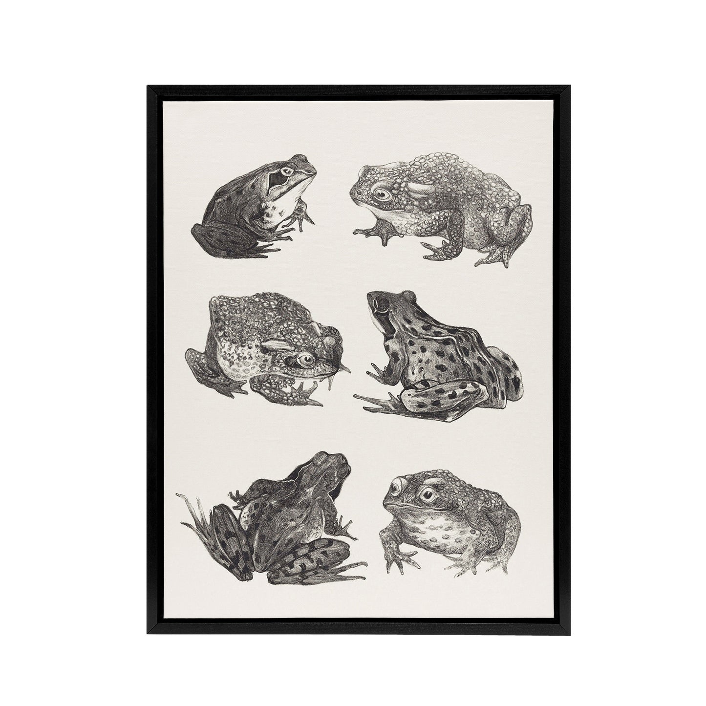Six Frogs and Toads Pencil Drawing Framed Canvas Wall Art Print Hoytema