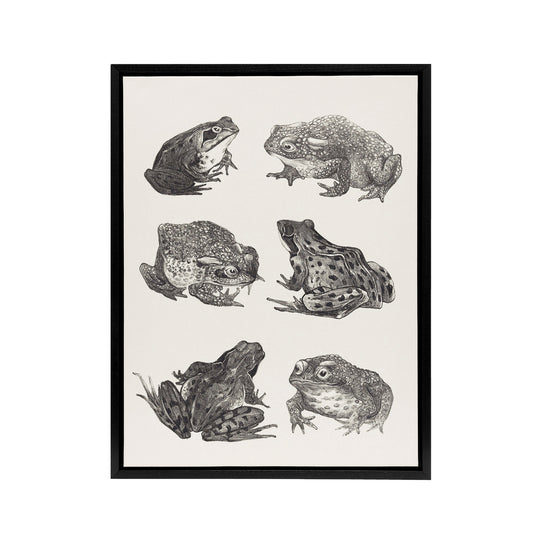 Six Frogs and Toads Pencil Drawing Framed Canvas Wall Art Print Hoytema