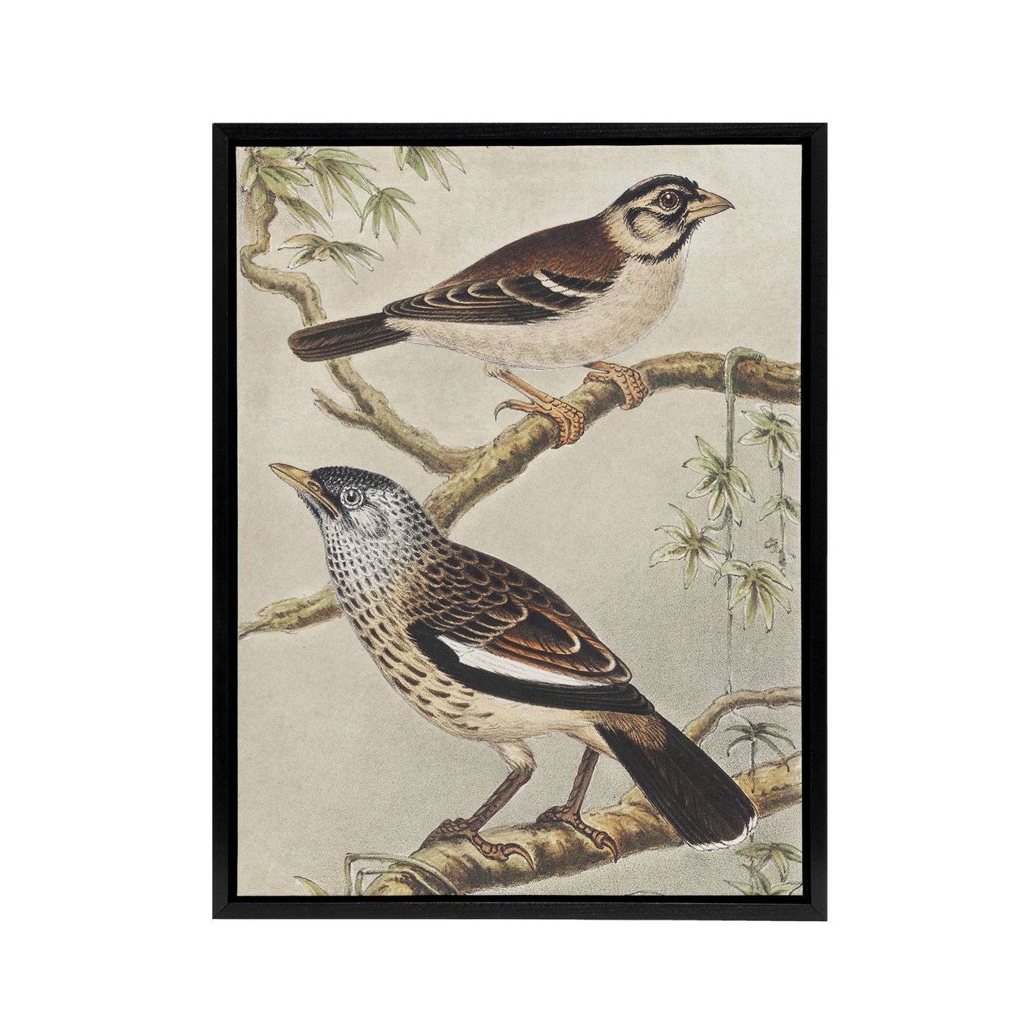 Two Birds on Tree Branches Framed Canvas Wall Art Print van Hoytema