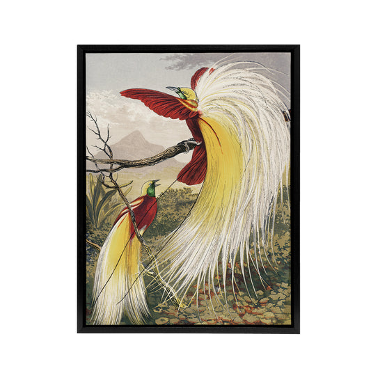 Bird Paradise Exotic B. Fawcett Vintage Black Framed Canvas Wall Art