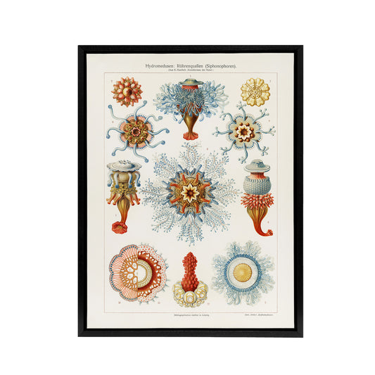 Marine Jellyfish in sea colourful Haeckel Vintage Framed Canvas Wall Art