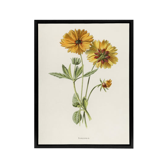 Coreopsis Tickseed Flower Hulme Vintage Black Framed Canvas Wall Art