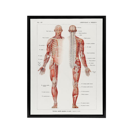 Human Nervous System Boissiere Vintage Black Framed Canvas Wall Art