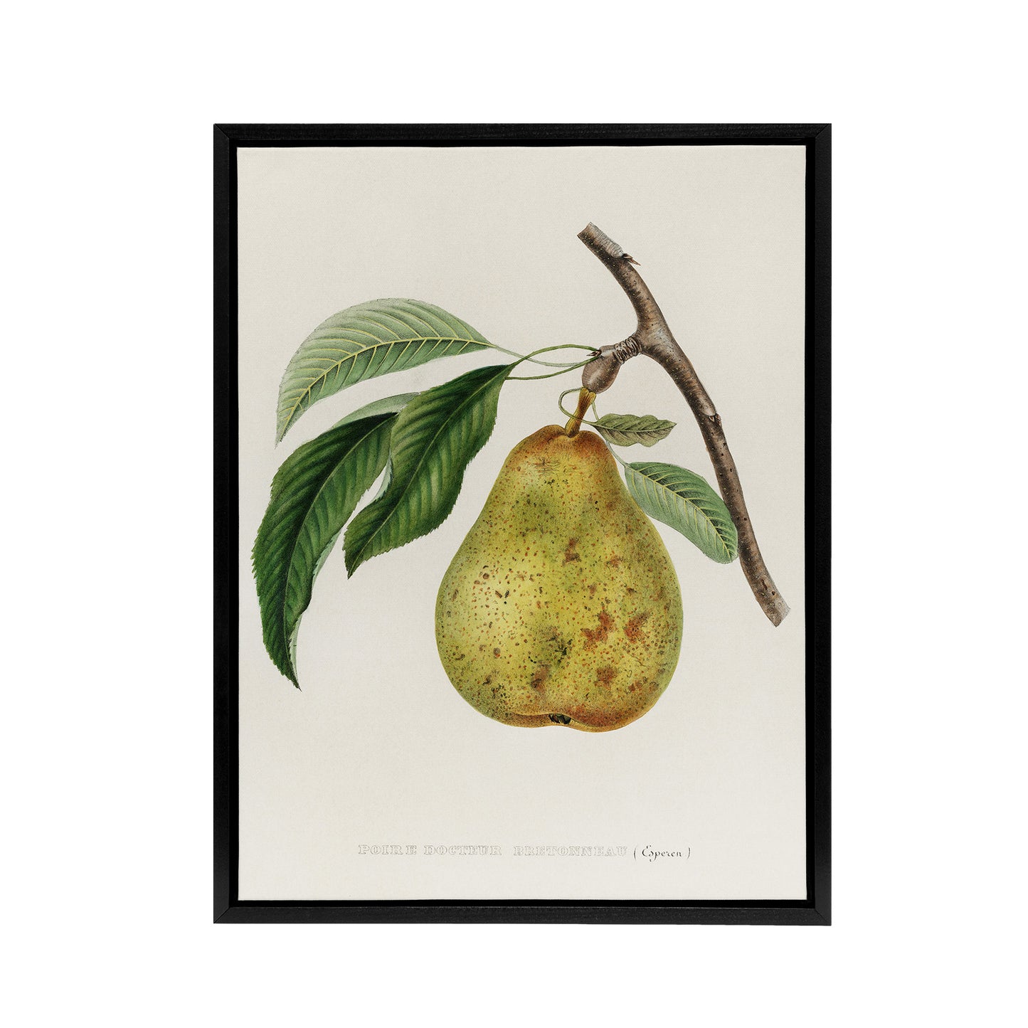 Illustration of a Pear Jacob Sturm Vintage Black Framed Canvas Wall Art