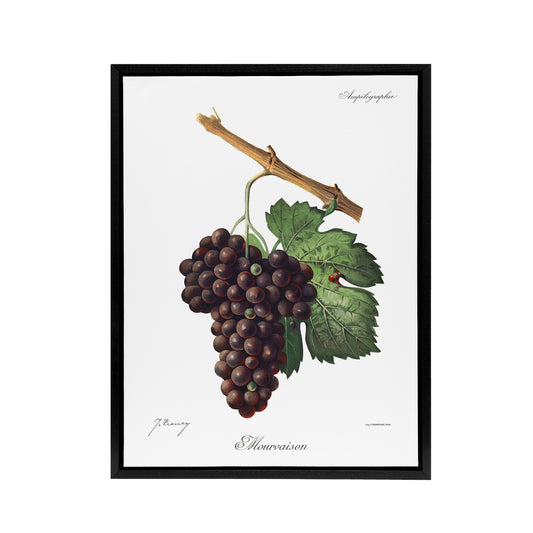 Wine Grapes Mourvaison Ampelography Troncy Black Framed Canvas Wall Art