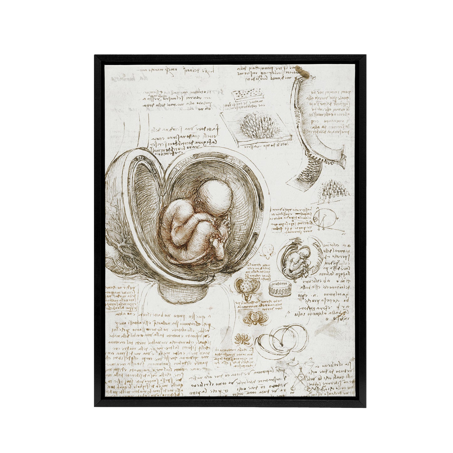 Studies of the Foetus in the Womb da Vinci Black Framed Canvas Wall Art