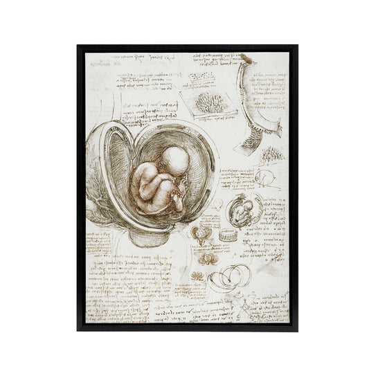 Studies of the Foetus in the Womb da Vinci Black Framed Canvas Wall Art