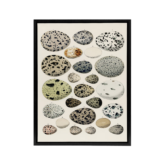 Different Species Bird Eggs Lorenz Oken Vintage Framed Canvas Wall Art