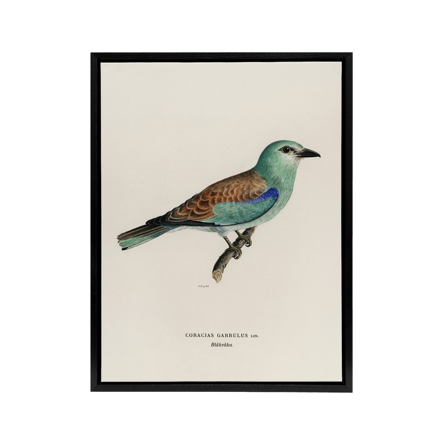 European Roller Bird Von Wright Vintage Black Framed Canvas Wall Art