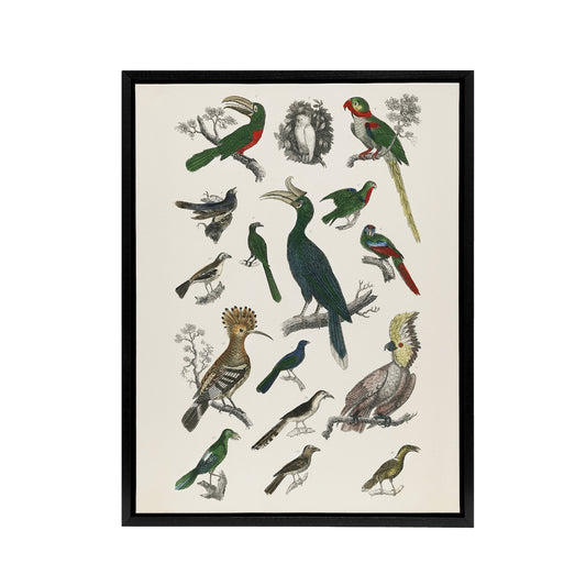 Various Birds Illustration Goldsmith Vintage Black Framed Canvas Wall Art
