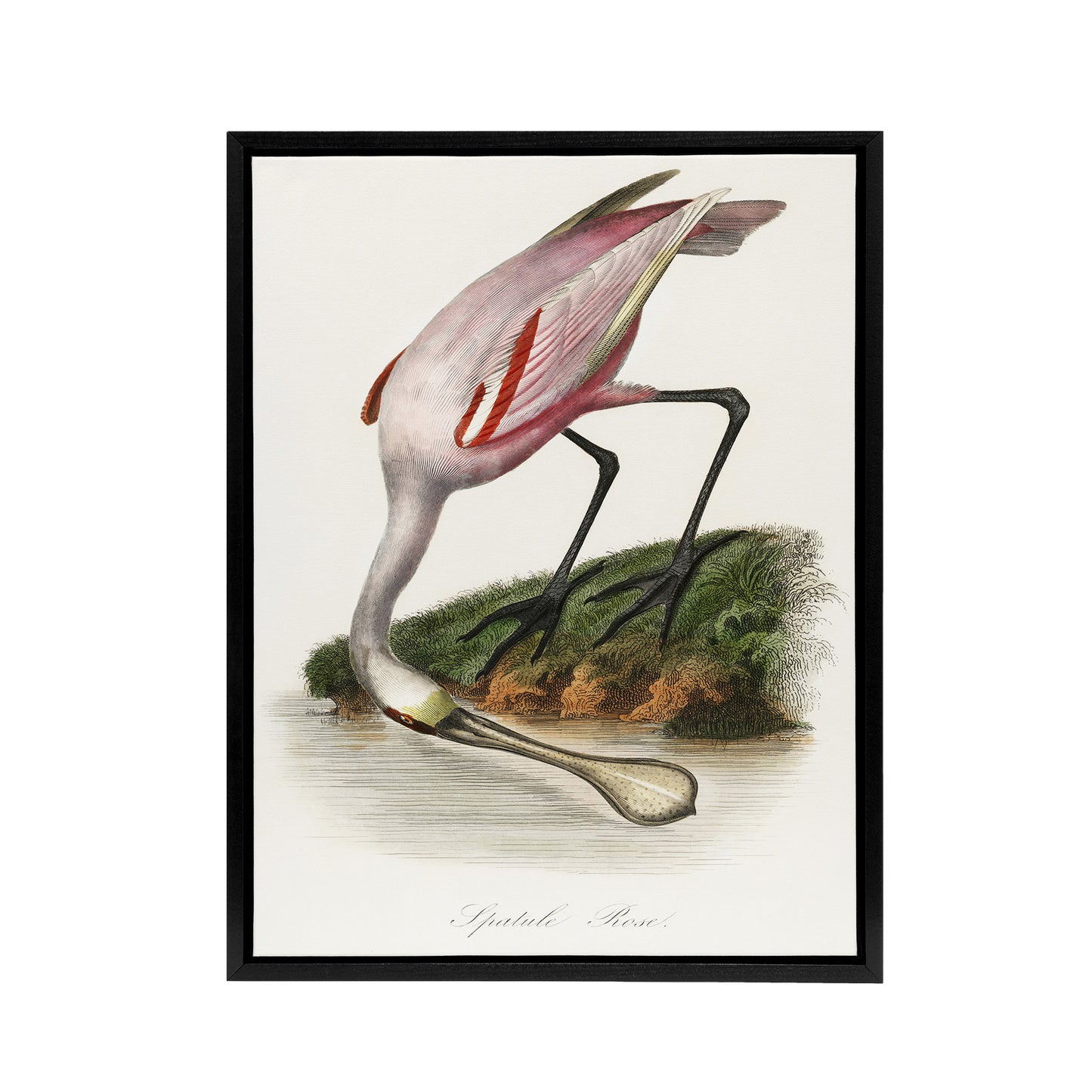 Roseate Spoonbill Couaihac Vintage Black Framed Canvas Wall Art