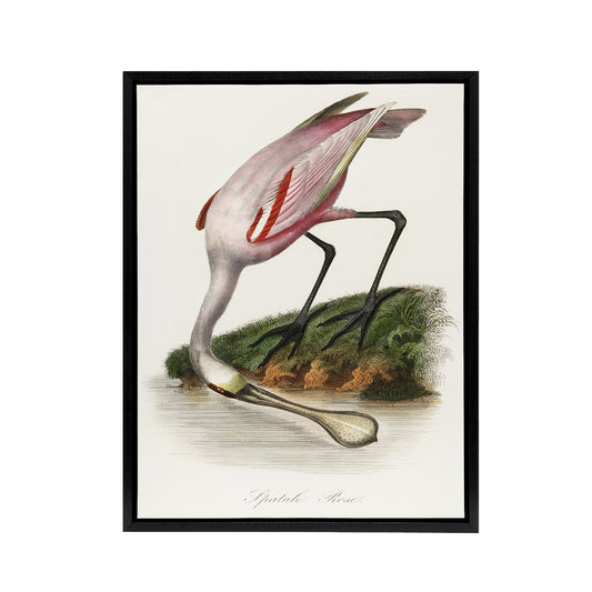 Roseate Spoonbill Couaihac Vintage Black Framed Canvas Wall Art