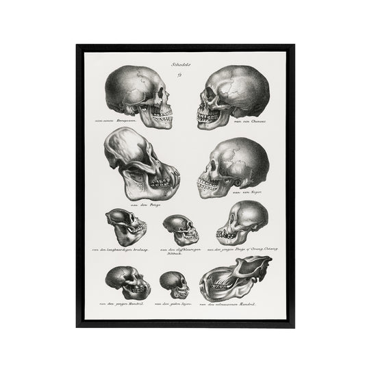 Human Monkey and Ape Skulls Visser Vintage Black Framed Canvas Wall Art