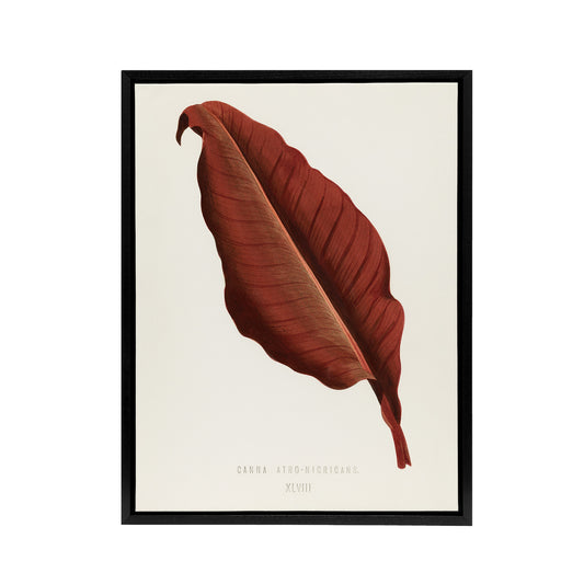 Canna Botany Red Leaf Shirley Hibberd Vintage Framed Canvas Wall Art