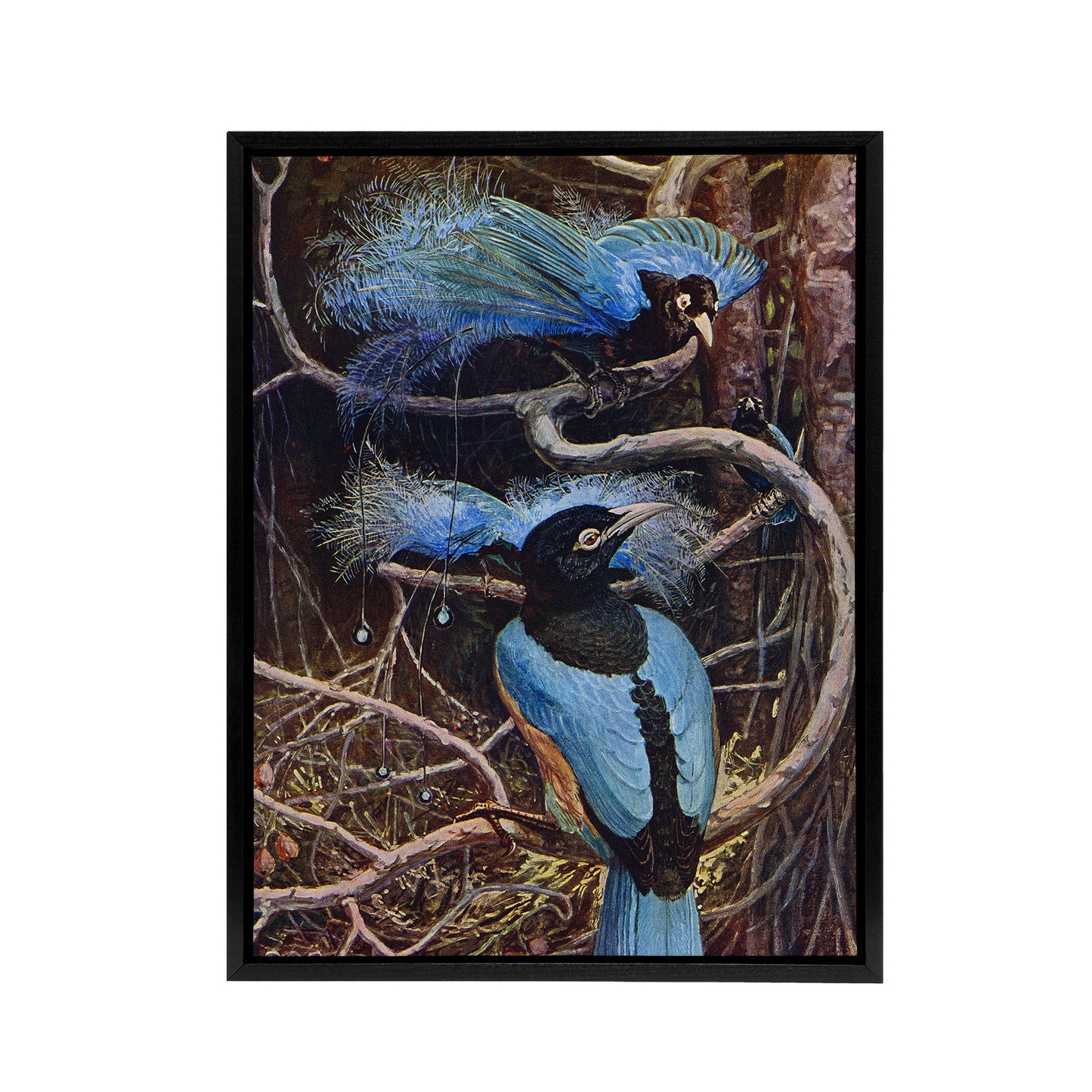 Blue Bird of Paradise Sir Henry Johnston Vintage Framed Canvas Wall Art