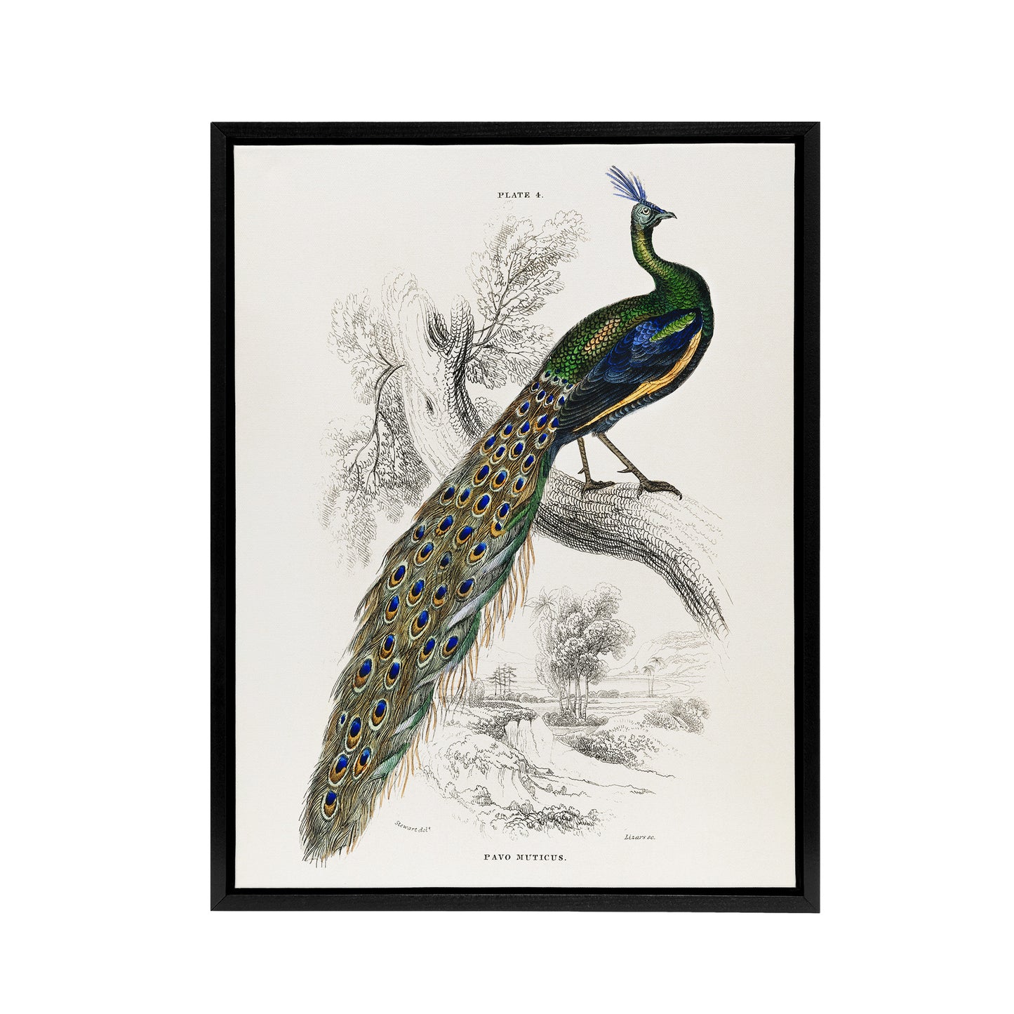 Male Peafowl Peacock Sir William Jardine Vintage Framed Canvas Wall Art