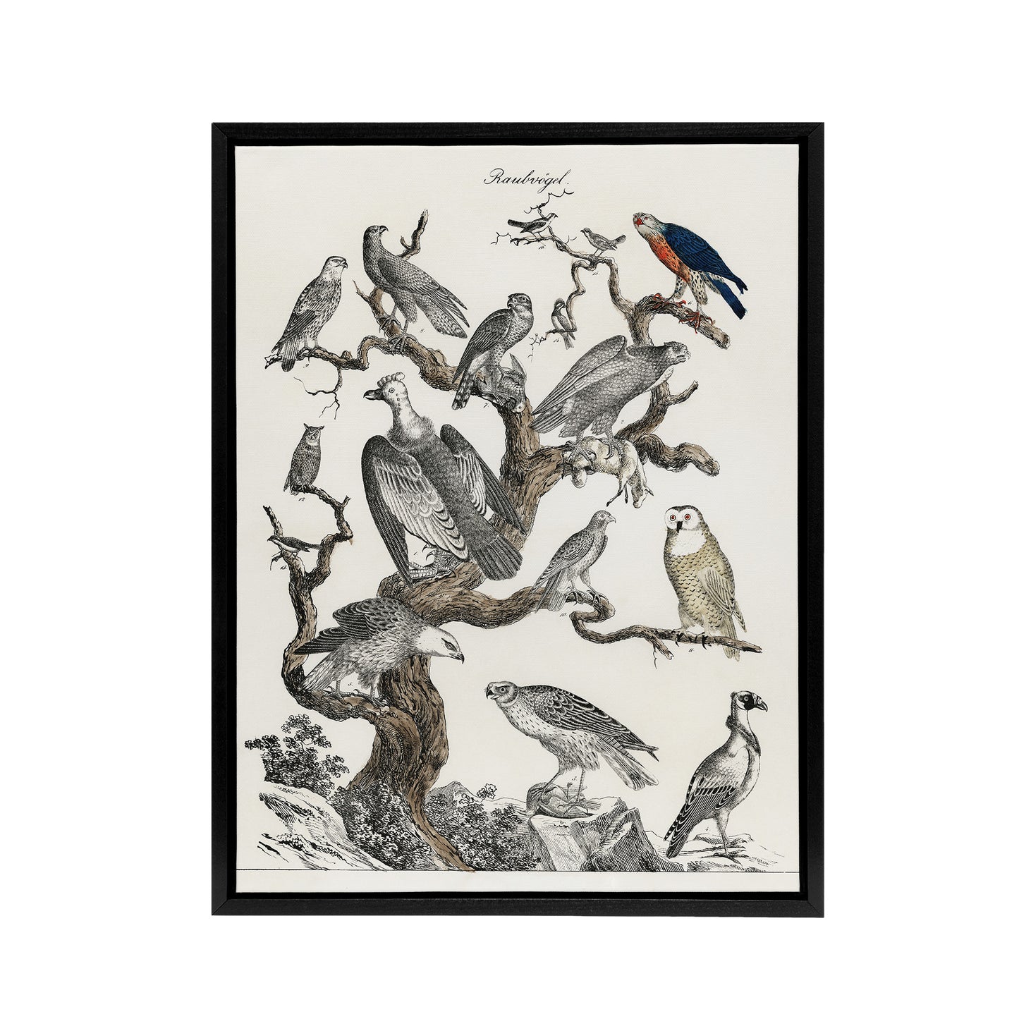 Birds Eagle Hawk Owl on Tree Vintage Nature Black Framed Canvas Wall Art