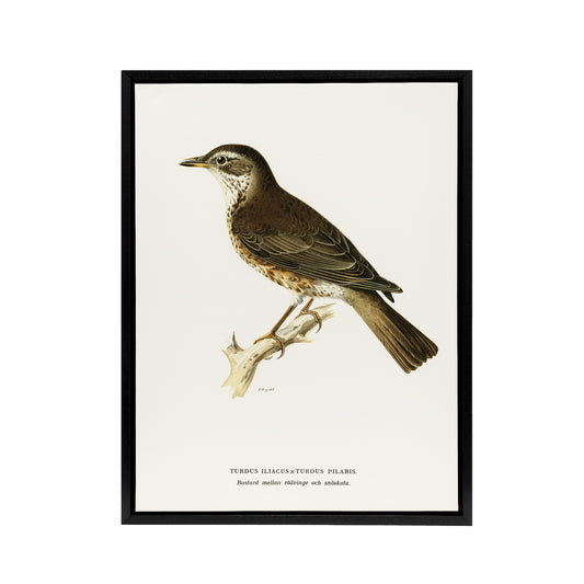 Redwing Bird Turdus Iliacus Von Wright Vintage Framed Canvas Wall Art