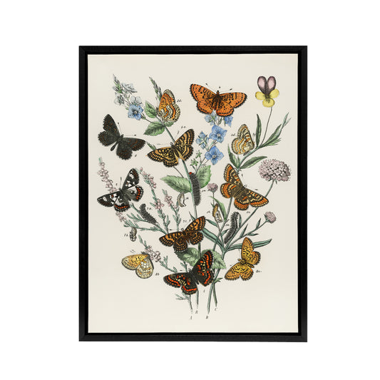 Butterflies and Caterpillars Kirby Vintage Black Framed Canvas Wall Art