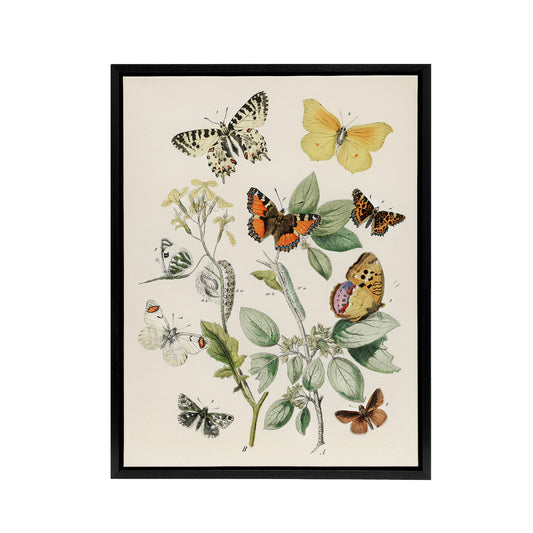 Butterflies Moths Caterpillars Kirby Vintage Black Framed Canvas Wall Art