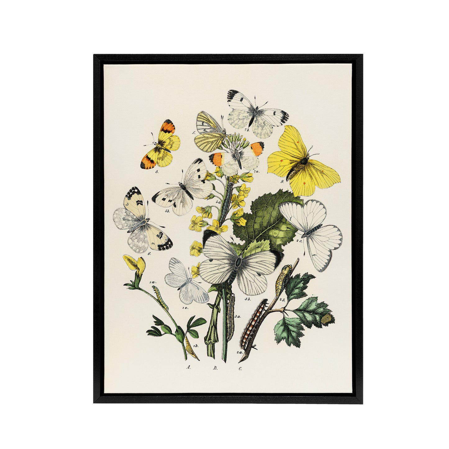 Caterpillars and Butterflies Kirby Vintage Black Framed Canvas Wall Art