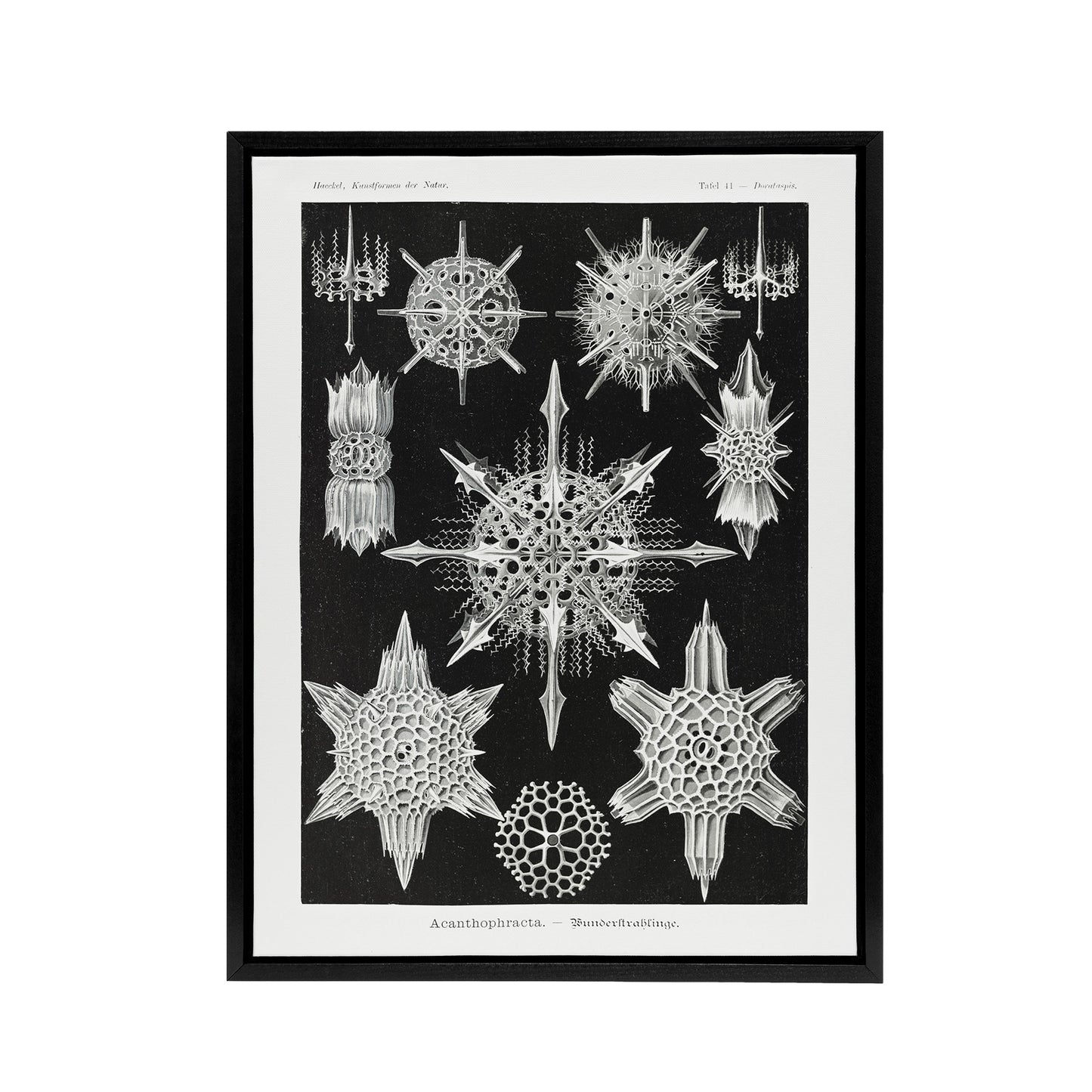 Marine sea ocean Life in B&W Haeckel Black Framed Canvas Wall Art