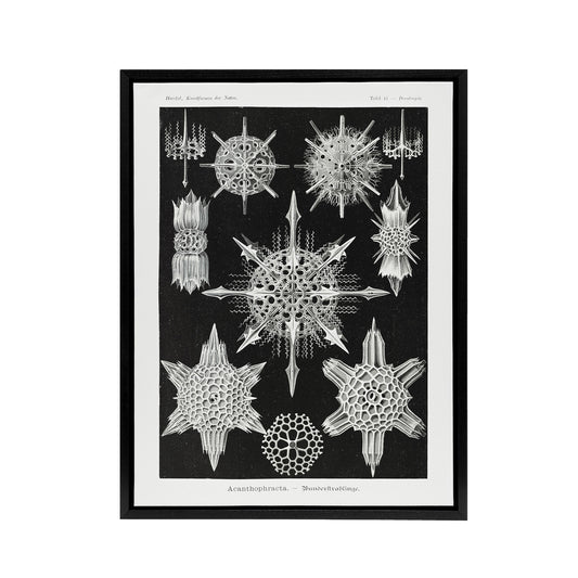 Marine sea ocean Life in B&W Haeckel Black Framed Canvas Wall Art