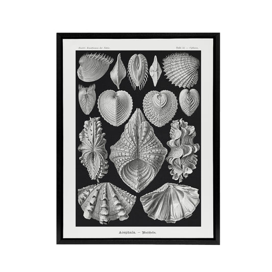 Mollusks Clams Oysters Haeckel Botanical Black Framed Canvas Wall Art