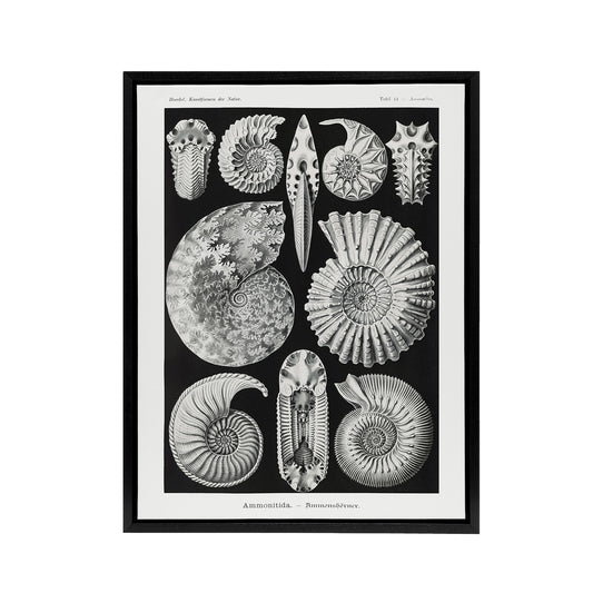Ammonite Fossil Cephalopods Haeckel Botanical Framed Canvas Wall Art